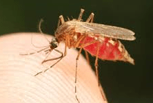 Anemia due to Malaria, mosquito biting human thumb